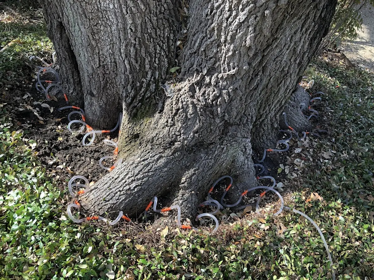 Detailed Tree Cabling and Bracing job site in Mount Ephraim