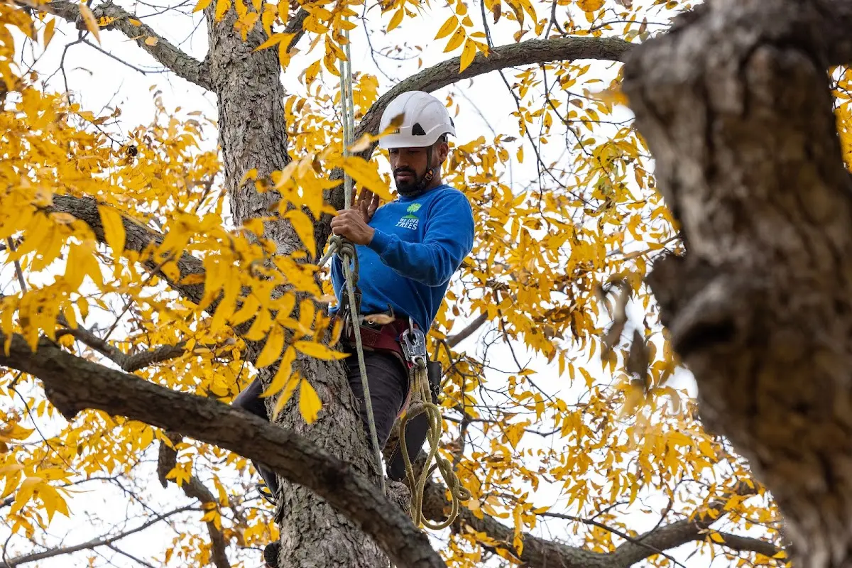 Skilled Tree Pruning crew working in Mount Ephraim
